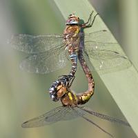 2008 (9) SEPTEMBER Mating Migrant Hawkers a 